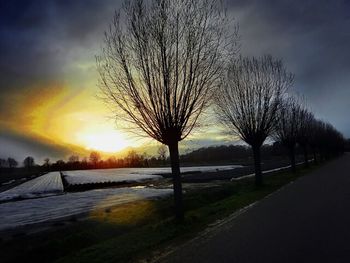 Bare trees on field at sunset