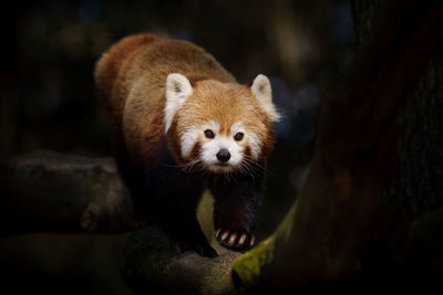 Portrait of red panda in zoo