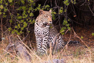 Portrait of cat on ground in forest