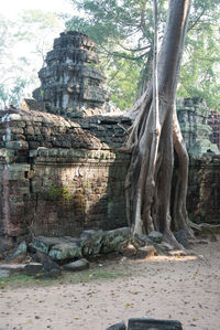 Trees growing on rock