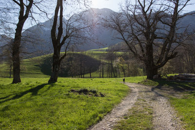 Road passing through forest