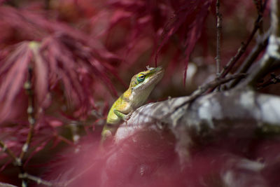 Close-up of lizard on tree