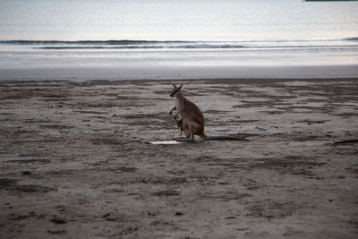 Cape hillsborough, qld