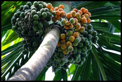 Low angle view of grapes