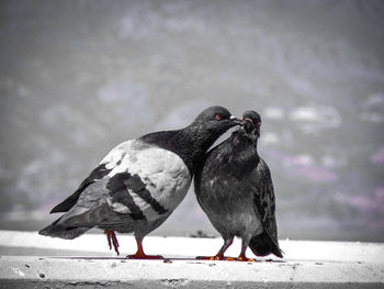 Close-up of birds perching on the wall