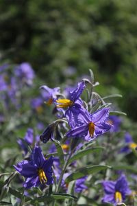 Close-up of purple flowering plant on field