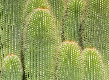 Full frame shot of succulent plant