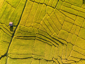 Aerial view of agricultural field