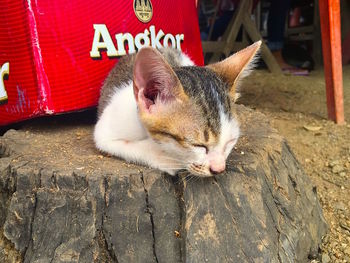 Close-up of a cat resting