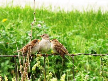 Close-up of bird perching on plant against trees