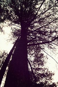 Low angle view of trees against sky