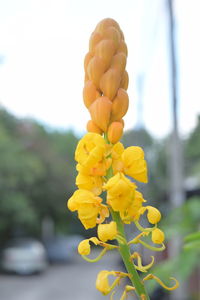 Close-up of yellow flowers blooming outdoors