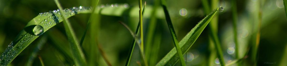 Close-up of grass