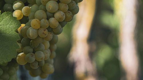 Close-up of grapes growing in vineyard