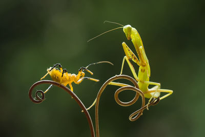 Story of praying mantish and insect on the branch