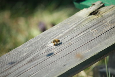 High angle view of bee on wooden plank