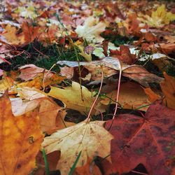 Close-up of leaves in autumn