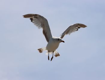 Low angle view of seagull flying in sky