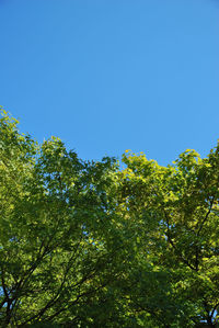 Low angle view of trees against clear blue sky