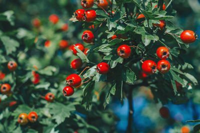 Close-up of red berries growing on tree