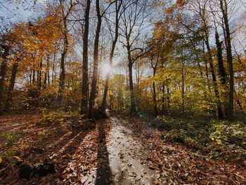 Trees in forest during autumn