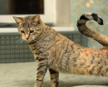 Close-up of a cat looking away