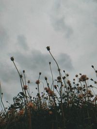 Low angle view of plants growing on field against sky