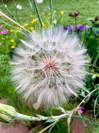 Close-up of dandelion flower