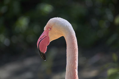 Close-up of pelican