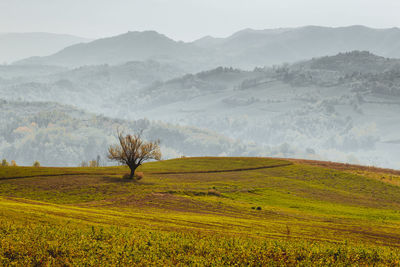 Leafless tree in an autumn panorama