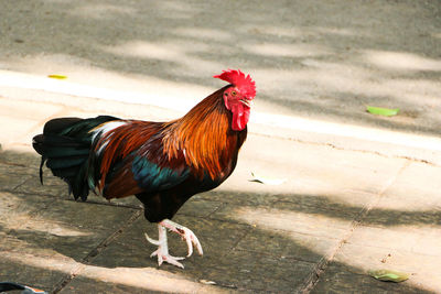 Close-up of rooster