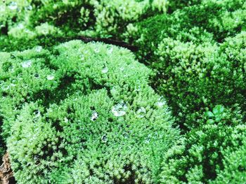 Full frame shot of plants