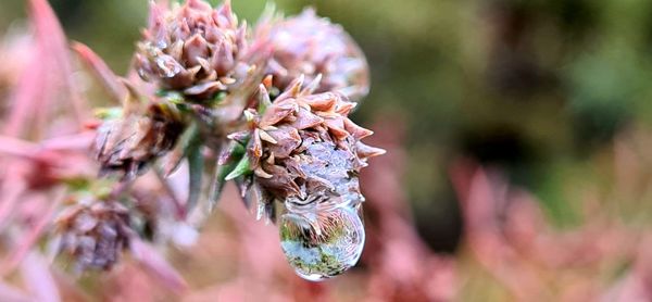 Close-up of wilted flower