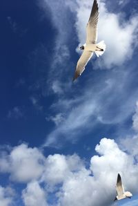 Low angle view of seagull flying in sky