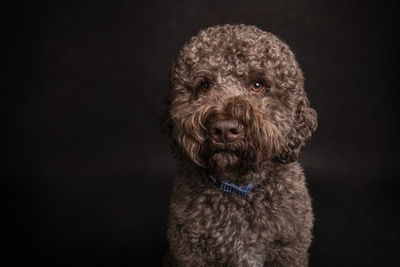 Close-up of dog against black background