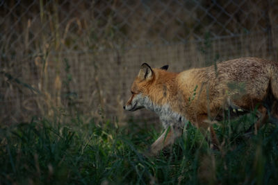 Side view of an animal on field