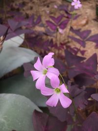 Close-up of pink flowers