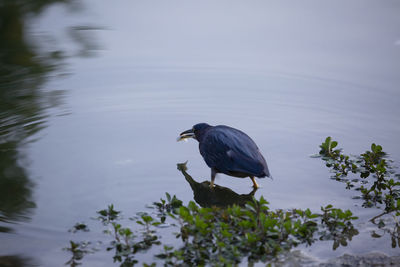 Green heron butorides virescens eating a piece of unhealthy and sugary bread