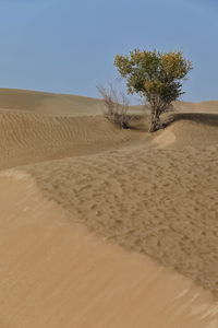 0279 isolated desert poplar-populus euphratica deciduous tree-taklamakan desert. xinjiang -china.