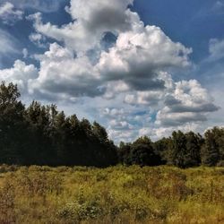 Trees on field against sky