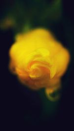 Close-up of yellow flower against black background