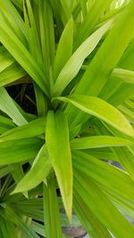 Full frame shot of green leaves