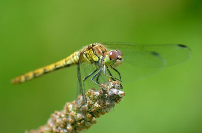 Close-up of insect on leaf