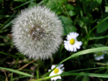 Close-up of white dandelion blooming outdoors