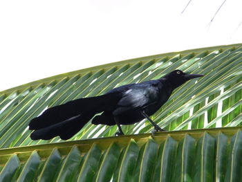 Low angle view of bird perching on railing