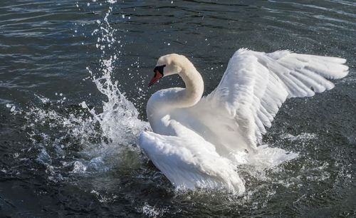 Swan swimming in lake