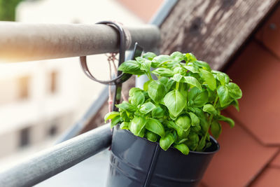 Cropped hand of woman holding potted plant