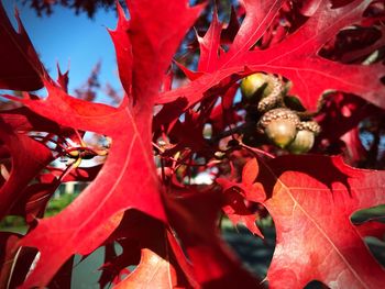 Close-up of maple leaves on tree