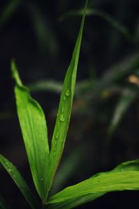 Close-up of wet plant