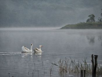 White geese swimming in lake during foggy weather